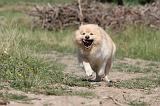 CHIEN FINNOIS DE LAPONIE 486